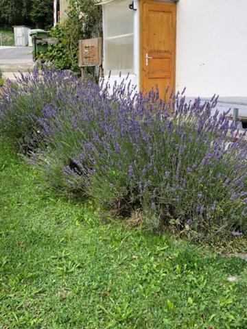 Апартаменты Nid D'Abeilles Tramelan Экстерьер фото